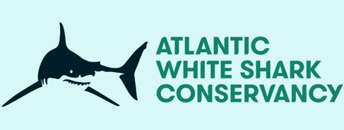 Atlantic White Shark Conservancy